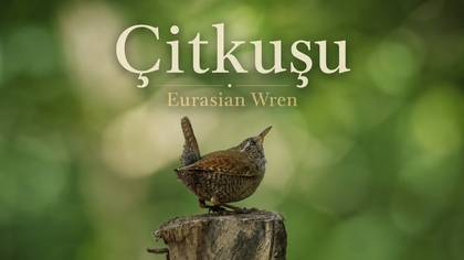 Çitkuşu 