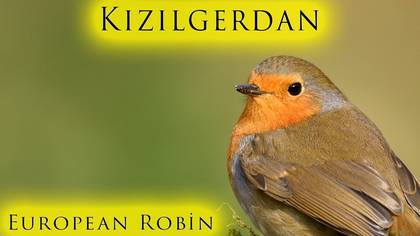 Kızılgerdan