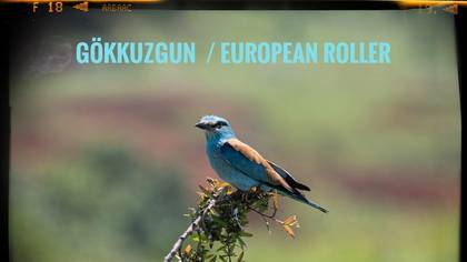 Gökkuzgun 