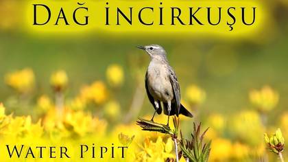 Dağ İncirkuşu