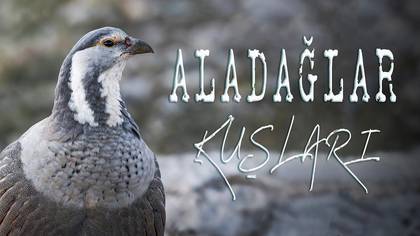ALADAĞLAR KUŞLARI