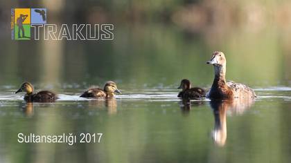 Sultansazlığı 2017