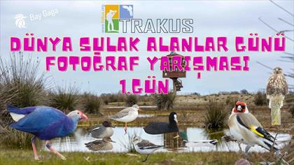 TRAKUŞ Bafra 1.Gün