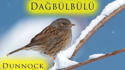 Dağbülbülü video