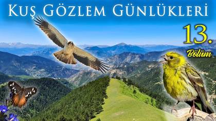 Kuş Gözlem Günlükleri 13