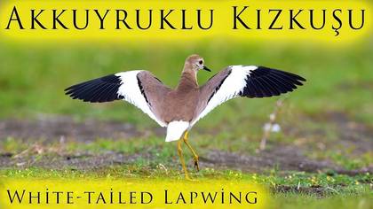 Akkuyruklu kızkuşu video
