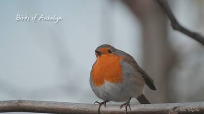 Birds of Antalya 2020 4K
