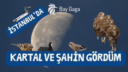 Riva\'da Kartal ve Şahin
