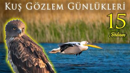 Kuş Gözlem Günlükleri - 15