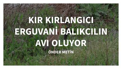 KIR KIRLANGICIBESİN OLUYOR.