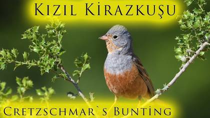 Kızıl Kirazkuşu