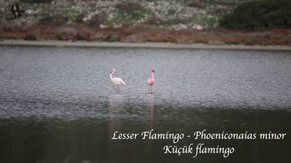 Küçük flamingo video