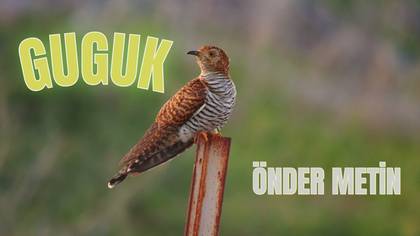 GUGUK..ILGIN KUŞLARI
