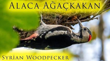 Alaca ağaçkakan video