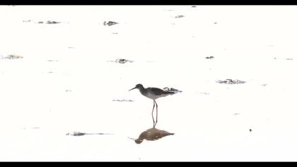 Kızılbacak video