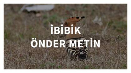 ILGIN KUŞLARI..İBİBİK