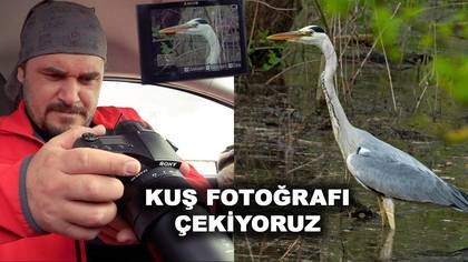 Kuş Fotoğrafı Çekiyoruz
