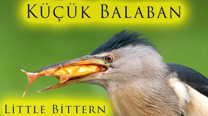 Küçük Balaban