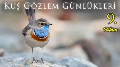 Kuş Gözlem Günlükleri - 9
