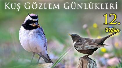 Kuş Gözlem Günlükleri - 12