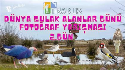 Alaca Kirazkuşu