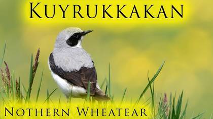 Kuyrukkakan