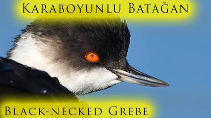 Karaboyunlu Batağan