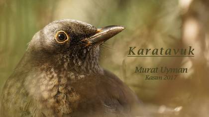 Karatavuk