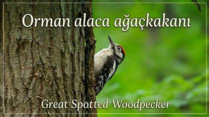 Orman alaca ağaçkakanı 