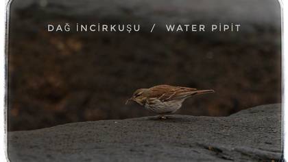 Dağ incirkuşu