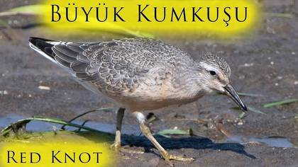 Büyük Kumkuşu