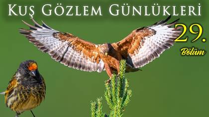 Kuş Gözlem Günlükleri - 29