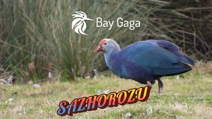 SAZHOROZU
