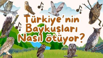 Türkiye\'nin Baykuşları
