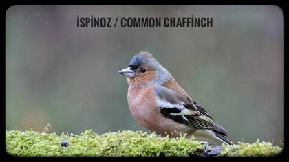 İspinoz