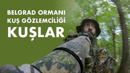 Belgrad ormanı gözlemi