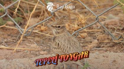 TEPELİ TOYGAR