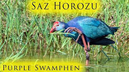 Saz horozu
