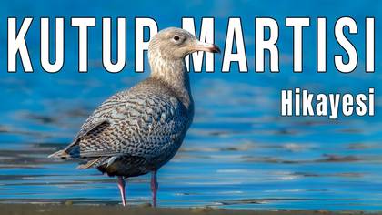 Kutup martısı video