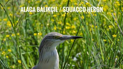 Alaca balıkçıl 