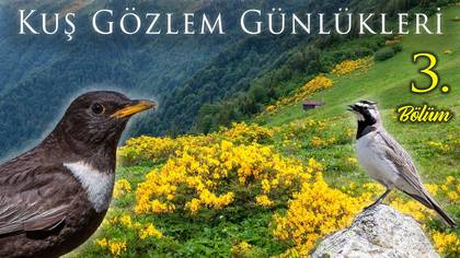 Kuş Günlükleri - 3