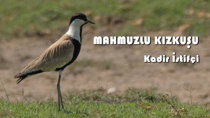 Mahmuzlu kızkuşu video