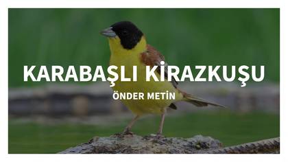 KARABAŞLI KİRAZKUŞU