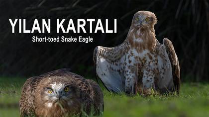 Yılan kartalı video