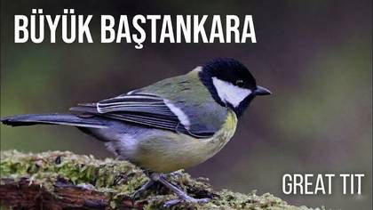 Büyük baştankara