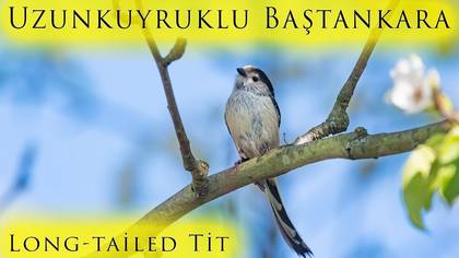 Uzunkuyruklu baştankara video