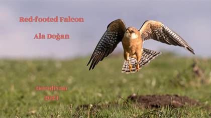Ala Doğan
