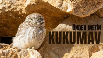 ILGIN KUŞLARI..KUKUMAV