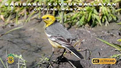 Sarıbaşlı kuyruksallayan video