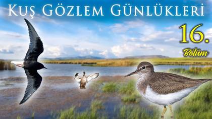 Kuş Gözlem Günlükleri - 16